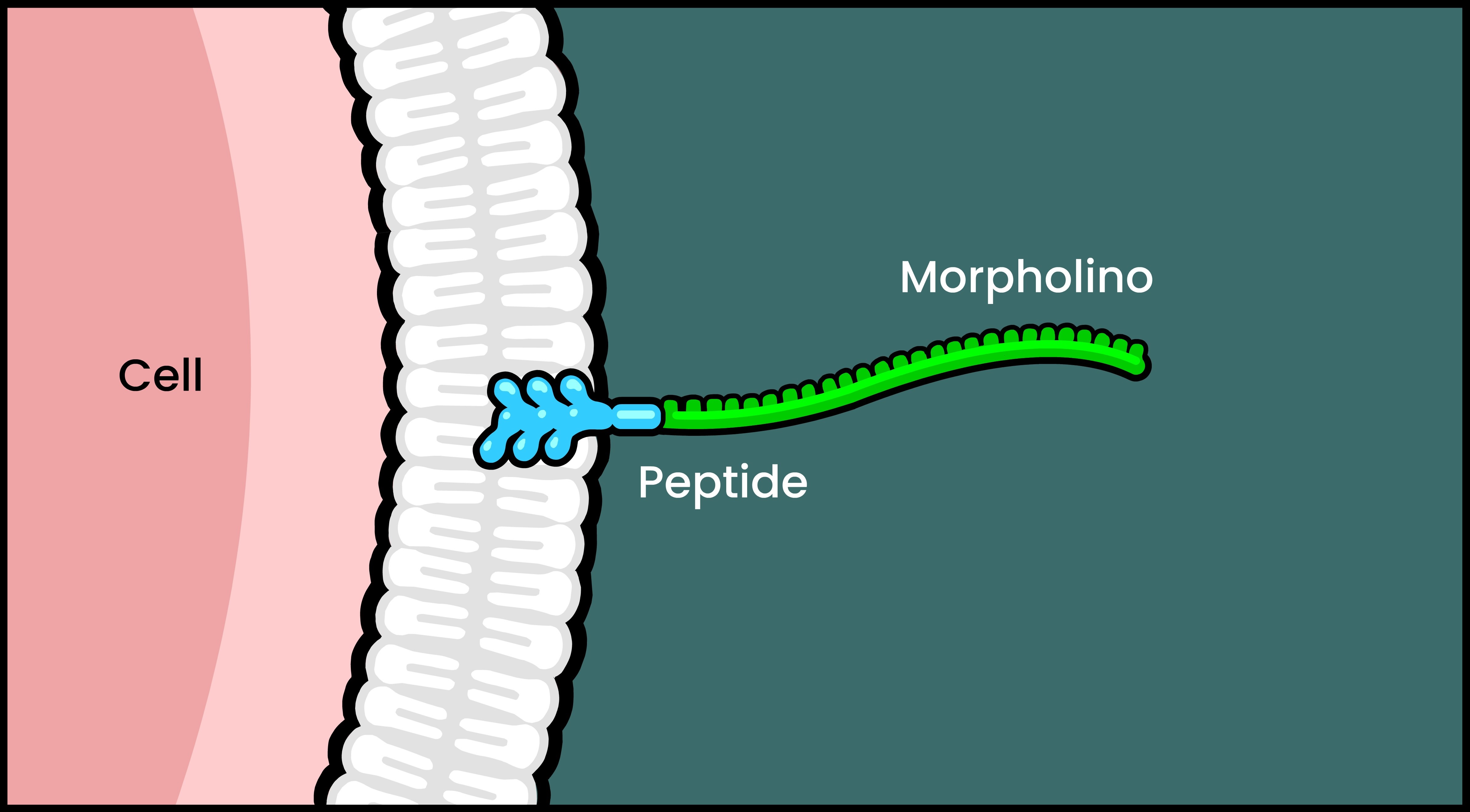 Diagram of a Peptide conjugated to a Morpholino