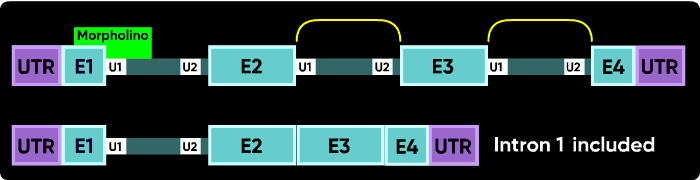 Figure showing intron 1 inclusion.