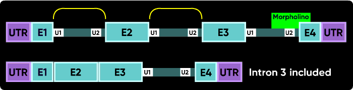 Figure showing intron 3 inclusion.