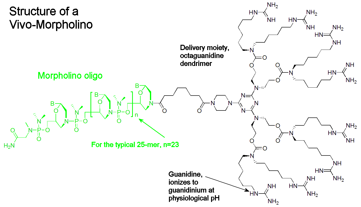 Structure of Morpholino with octaguanidinium dendrimer