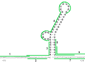 Figure showing target regions used in a Morpholino oligo-walking experiment through a region of RNA secondary structure in a hepatitis B virus leader sequence.