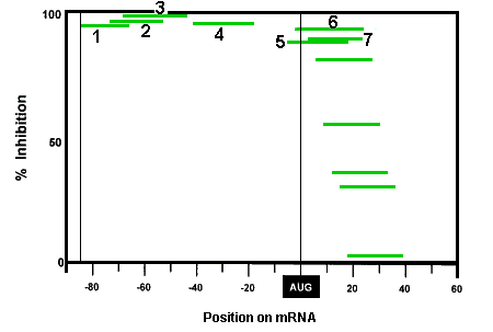 Morpholino oligo target positions versus antisense activity along a hepatitis B virus leader sequence with positions walked across the AUG start codon.