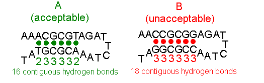 Image comparing self-complementary sequences within oligos; the 16-contiguous-hydrogen-bond self-complementarity is considered acceptable for a Morpholino oligo while the 18-bond self-complementarity is not.